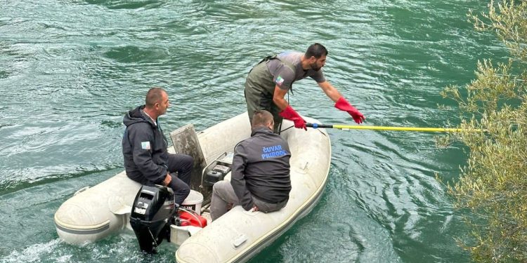 Prvi uspješan mrijest mekousne pastrve u rijeci Jadro