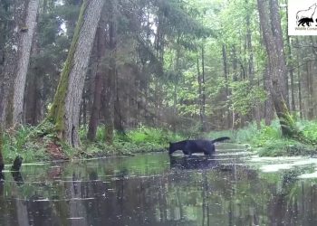 Rijetke divlje životinje uočene u Poljskoj