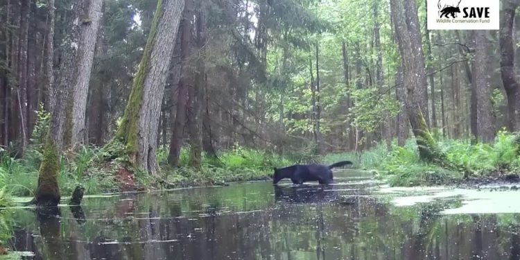 Rijetke divlje životinje uočene u Poljskoj