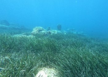 Rubovi posidonije izvrsne su pozicije za noćni ribolov