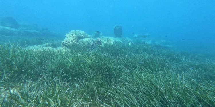 Rubovi posidonije izvrsne su pozicije za noćni ribolov