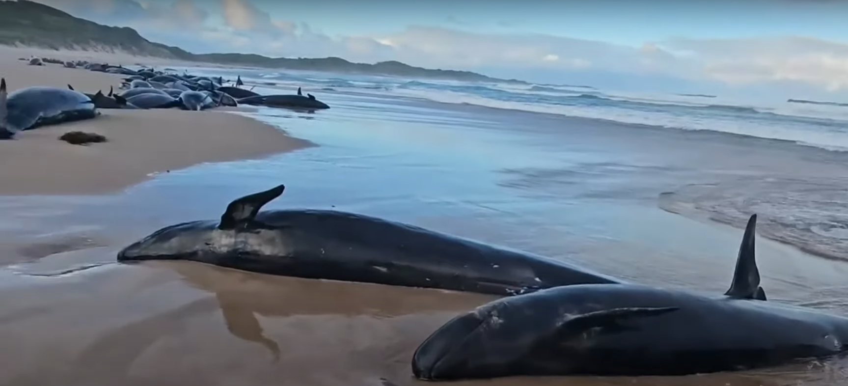 Više od 150 lažnih kitova ubojica nasukalo se na udaljenoj plaži u Tasmaniji. Grubi uvjeti oceana i daljinsko mjesto plaže otežali su ih reprodukciju, priopćile su vlasti