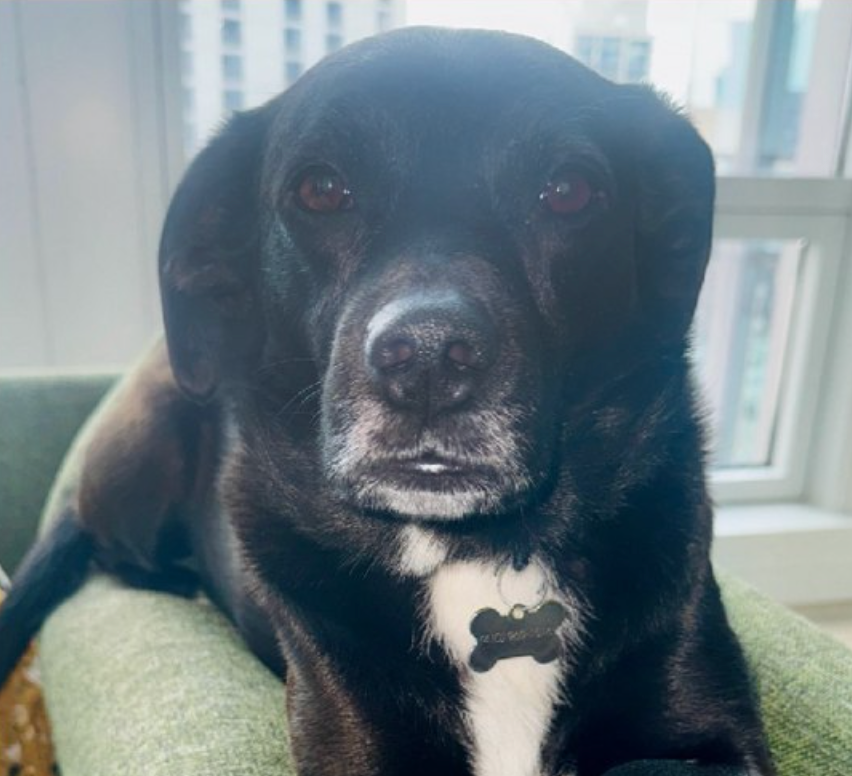 Minnie, sedmorodan i pol godina crni labrador križ, uhvaćen je na kameru iz kojeg je izbio klub za kućne ljubimce na području Južne petlje u Chicagu 16. veljače