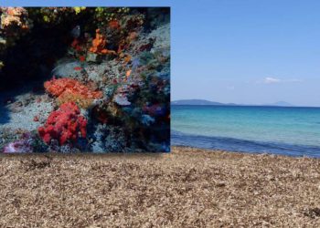 Skup o zaštiti grebena i podmorja Silbe