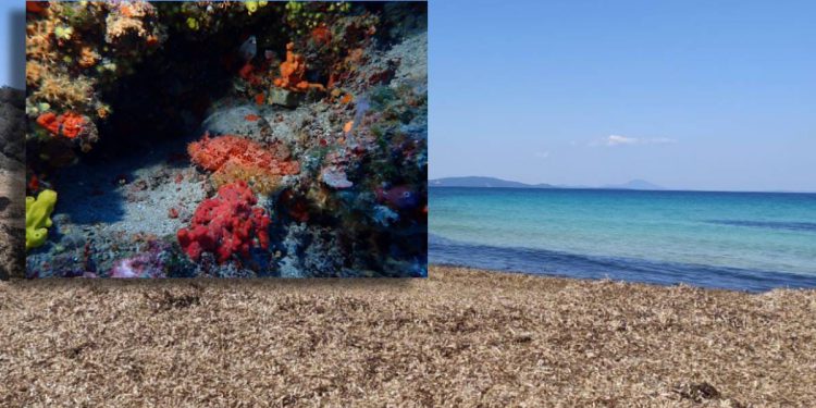 Skup o zaštiti grebena i podmorja Silbe