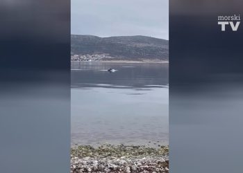 Skupina dupina u nedjelju se dugo igrala ispred plaže u Selinama