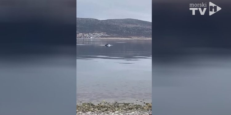 Skupina dupina u nedjelju se dugo igrala ispred plaže u Selinama