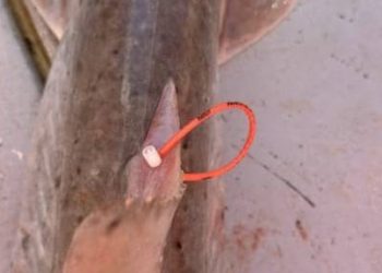 Traži se pomoć ribara: 'Ulovite li označenog morskog psa, napravite ovo!'