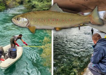 Stručnjaci su ovo godinama priželjkivali: Prvi uspješan mrijest mekousne pastrve u rijeci Jadro