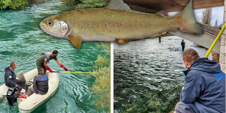 Stručnjaci su ovo godinama priželjkivali: Prvi uspješan mrijest mekousne pastrve u rijeci Jadro