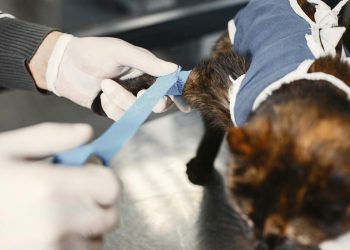 Talijanski liječnik pod istragom nakon krijumčarenja ozlijeđene mačke u bolnicu radi skeniranja mačaka