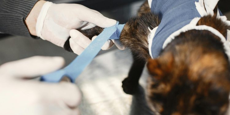 Talijanski liječnik pod istragom nakon krijumčarenja ozlijeđene mačke u bolnicu radi skeniranja mačaka