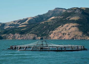 Tisuće lososa nakon oluje pobjeglo iz kaveza, strahuje se od moguće ekološke katastrofe