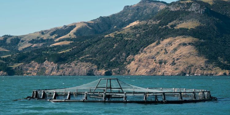 Tisuće lososa nakon oluje pobjeglo iz kaveza, strahuje se od moguće ekološke katastrofe