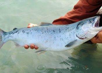 U Jadran je objeglo oko 300 lososa