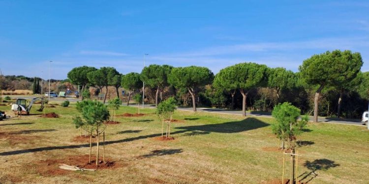 U Rovinju nastavljaju saditi stabla uz uspostavu navodnjavanja, kao prilagodbu klimatskim promjenama