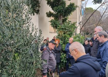 U Šibeniku se rezidba maslina mogla “naučiti” u srcu grada