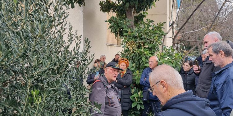 U Šibeniku se rezidba maslina mogla “naučiti” u srcu grada