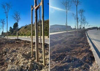 Uspješno premješteno 85 stabala pelegrinki u Splitu