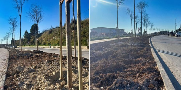 Uspješno premješteno 85 stabala pelegrinki u Splitu