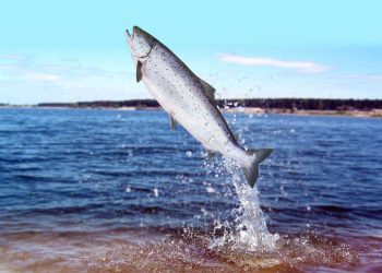 Uzgajalište iz kojeg su pobjegli lososi: “Nema brige, uzgajamo samo ženke”. Institut za oceanografiju i ribarstvo: “Ulovljena muška jedinka”