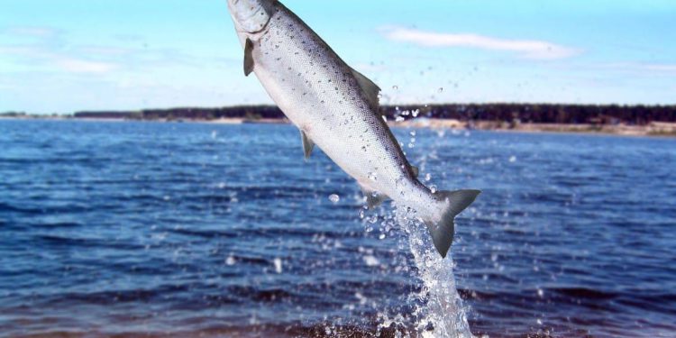 Uzgajalište iz kojeg su pobjegli lososi: “Nema brige, uzgajamo samo ženke”. Institut za oceanografiju i ribarstvo: “Ulovljena muška jedinka”