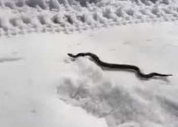 VIDEO Nesvakidašnji prizor u Hercegovini, radnici u snijegu pronašli šargana