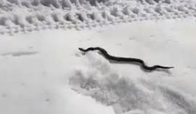 VIDEO Nesvakidašnji prizor u Hercegovini, radnici u snijegu pronašli šargana