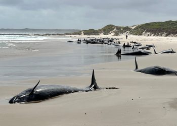 Više od 150 lažnih kitova ubojice nasukalo na plaži Tasmania