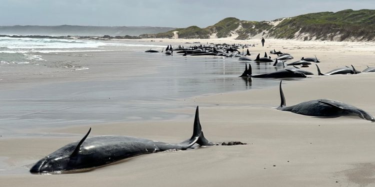 Više od 150 lažnih kitova ubojice nasukalo na plaži Tasmania