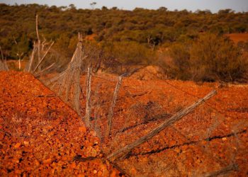 Zašto se događa svježa rasprava o najkontroverznijoj životinji u Australiji