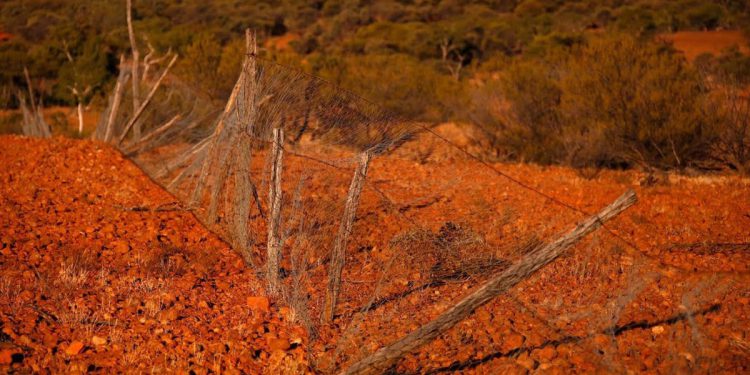 Zašto se događa svježa rasprava o najkontroverznijoj životinji u Australiji