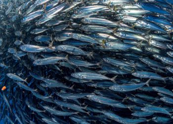 Završna konferencija projekta SEA, ECO, ART, ACTIVITY kojeg provodi zadarska osnovna škola