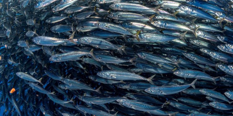 Završna konferencija projekta SEA, ECO, ART, ACTIVITY kojeg provodi zadarska osnovna škola