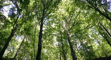 štrajk, šume herceg bosne, ŠUME, šume herceg bosne, sadnja, Kupres, sječa šume, ŠUME, šume herceg bosne, Konjic, Hercegbosanske šume, ŠUME, šume herceg bosne, stečaj, ŠUME, sječa šume, uprava, Hercegbosanske šume
