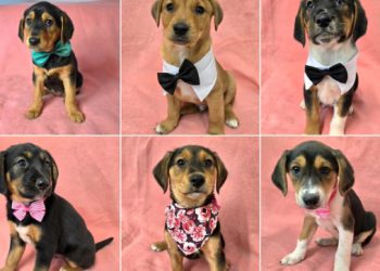 Grad − Prije desetak dana neki nečovjek bacio ih je u kontejner, šest mališana traži domove