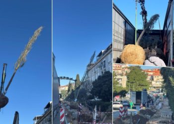 Grad − U tijeku je operacija sadnja brijestova u Lapadu, pogledajte fascinantne prizore (FOTO/VIDEO)