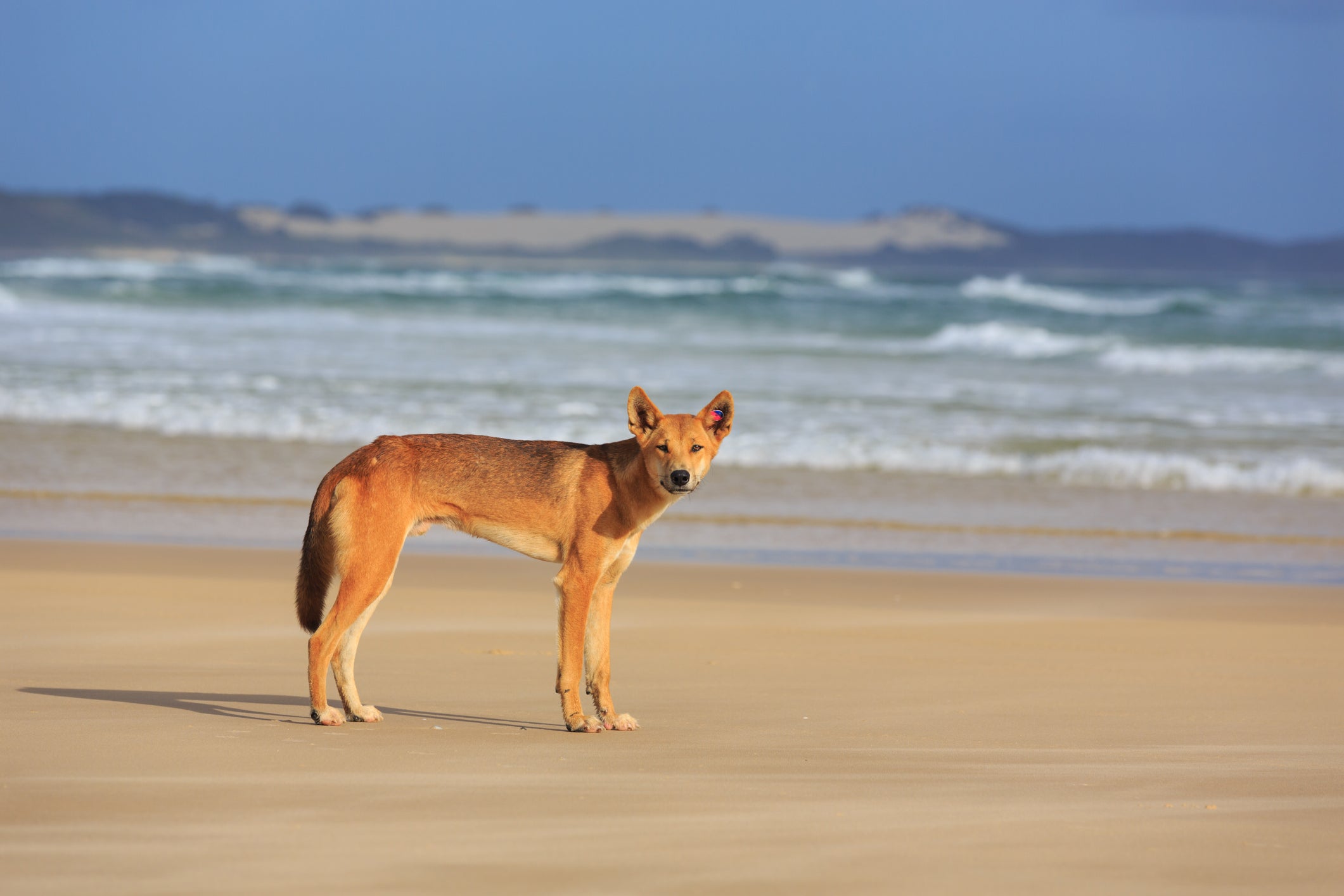 Fotografija dinga na plaži na otoku Fraser u Australiji