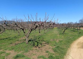 Slobodna Dalmacija – Tuga u Zagori, u samo jednoj noći otišlo je