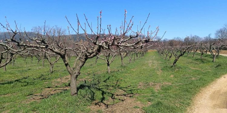 Slobodna Dalmacija – Tuga u Zagori, u samo jednoj noći otišlo je