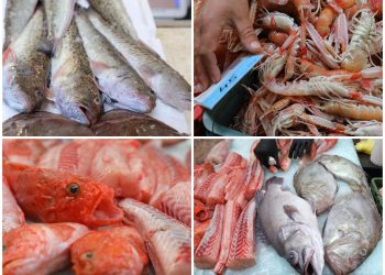 Slobodna Dalmacija – Na splitskoj Peškariji danas ne fali ‘materijola’! Ima i za brujet i za gradele, a i za buzaru. Još stignete po bokun