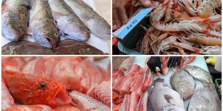 Slobodna Dalmacija – Na splitskoj Peškariji danas ne fali ‘materijola’! Ima i za brujet i za gradele, a i za buzaru. Još stignete po bokun