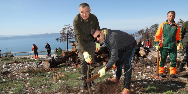 Slobodna Dalmacija – Vraća se život na Biokovo, udarnički zapeli načelnica Podgore i Nediljko Dujić, pogledajte kako mu dobro leži mašklin