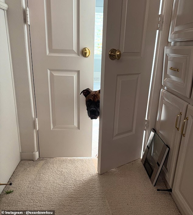 Potom se vratio kući, ali bilo je manje od 12 sati prije nego što ga je Moose navodno ponovno napao nakon što je nalet vjetra očito otvorio vrata koja nisu bila pravilno zaključana, oslobađajući psa