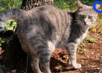 Azil Dubrovnik poziva sugrađane da im jave lokacije na kojoj ima nekastriranih mačaka