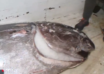 BILA JE TEŠKA BORBA Anton ulovio tunu od 317 kilograma: “To je dalmatinski rekord”