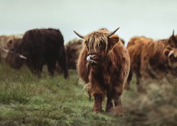 Bitcoin blizu 86 tisuća dolara, Ripple dobiva američku budućnost usred trgovca opreza