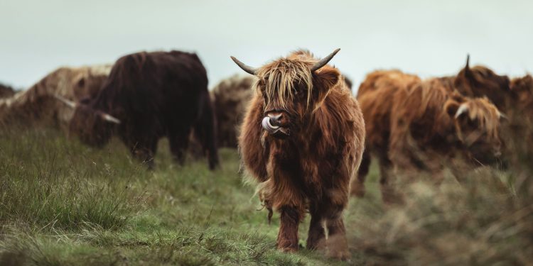 Bitcoin blizu 86 tisuća dolara, Ripple dobiva američku budućnost usred trgovca opreza