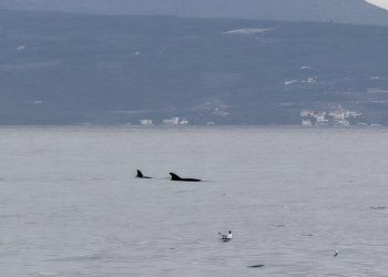 ČAROBNI PRIZORI NA SPLITSKOJ ZENTI Zaigrani dupini iznenadili prolaznike
