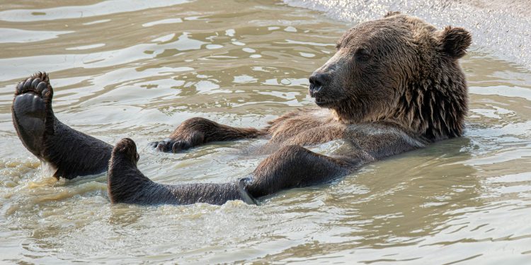 Cijena Bitcoina (BTC) trebala bi nastaviti sporo krvarenje niže, kaže Quinn Thompson